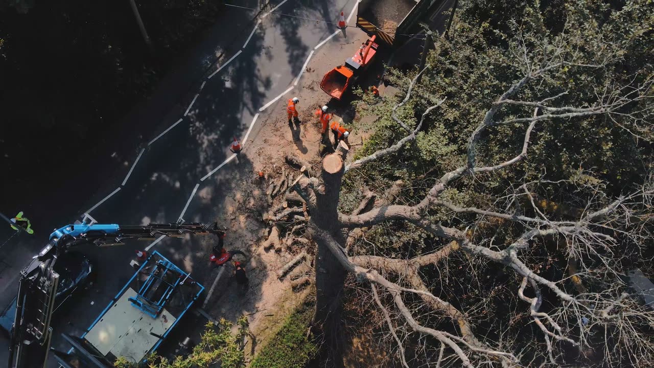 Branchwalkers tree surgeons at work in Sussex