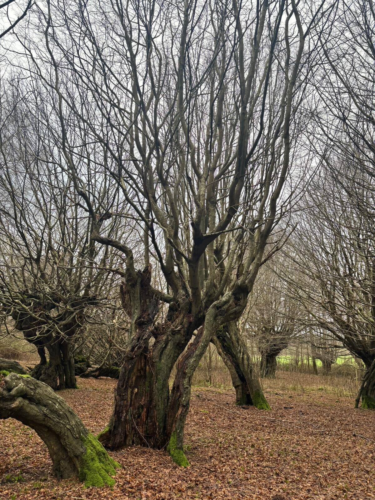 Pollarding gallery image 8