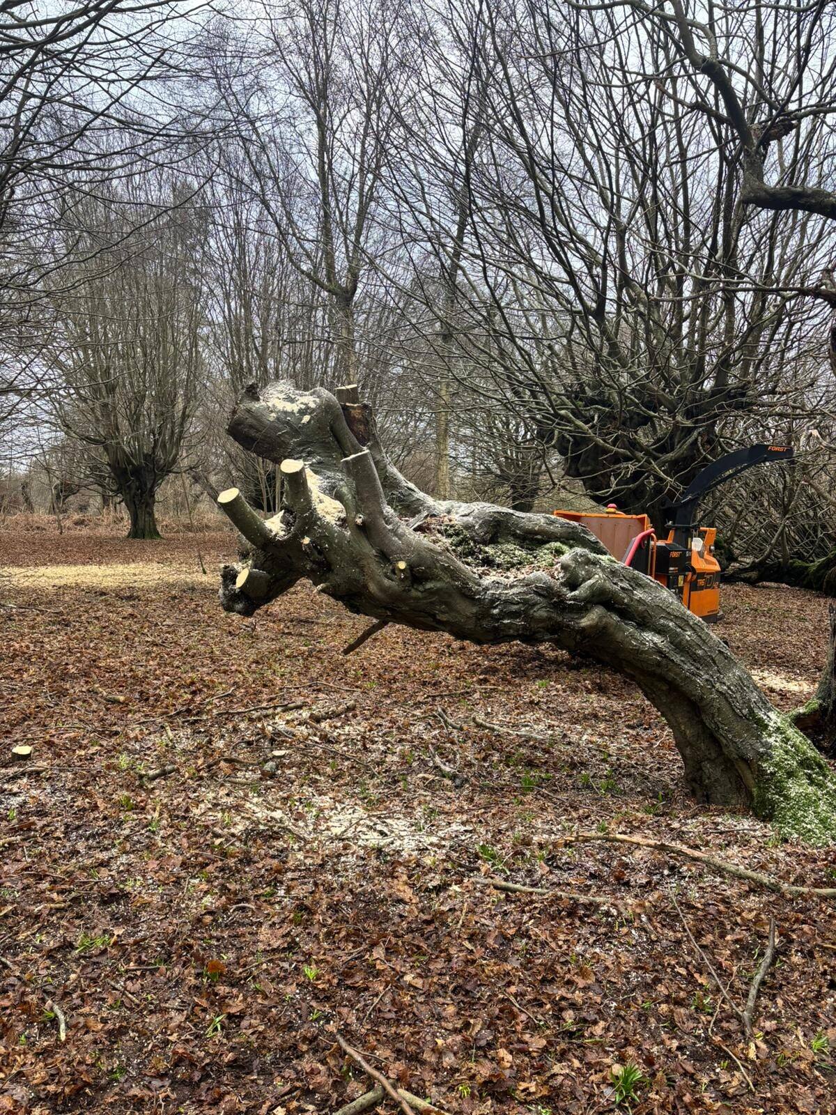 Pollarding gallery image 11