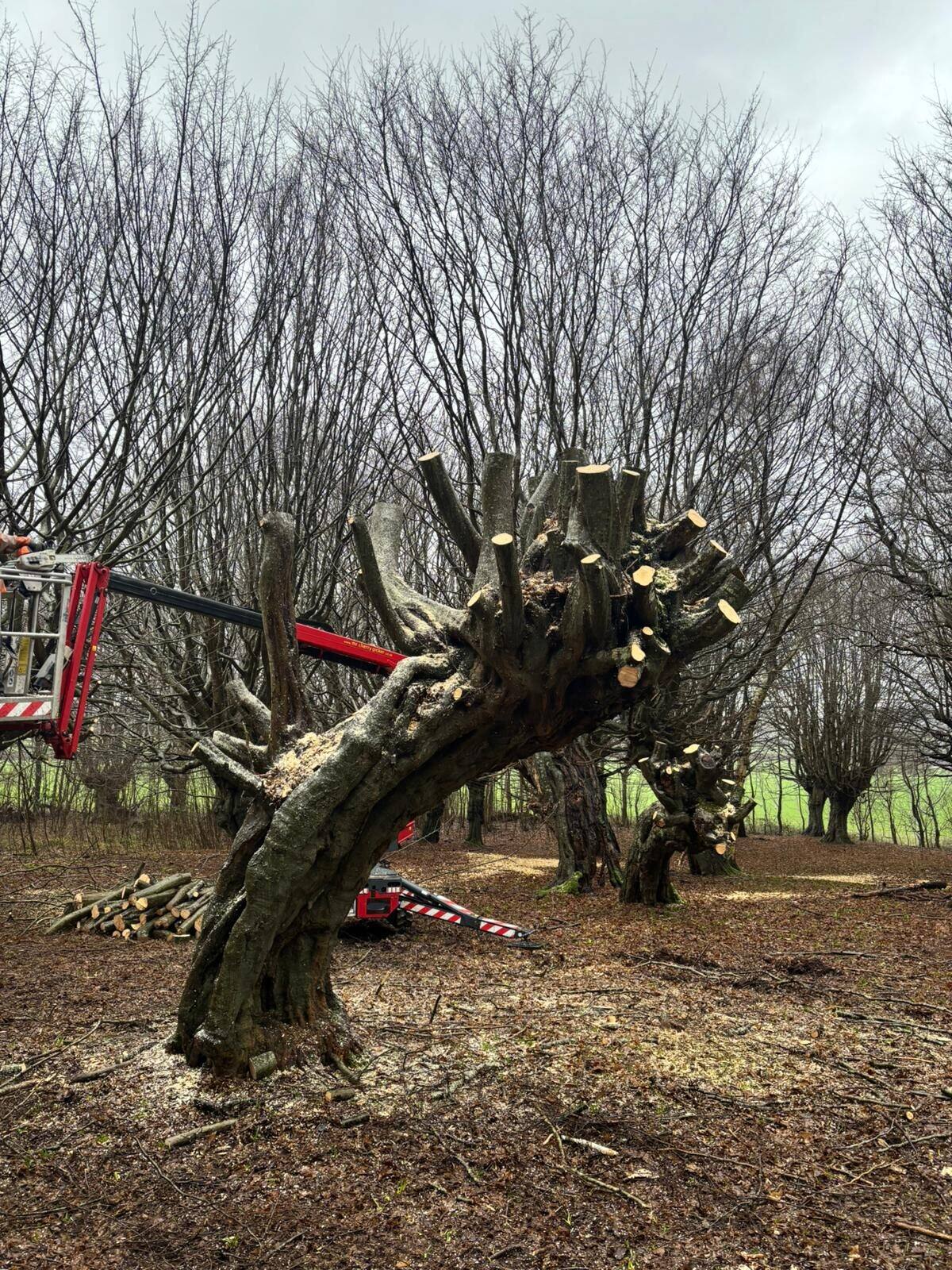 Pollarding gallery image 13