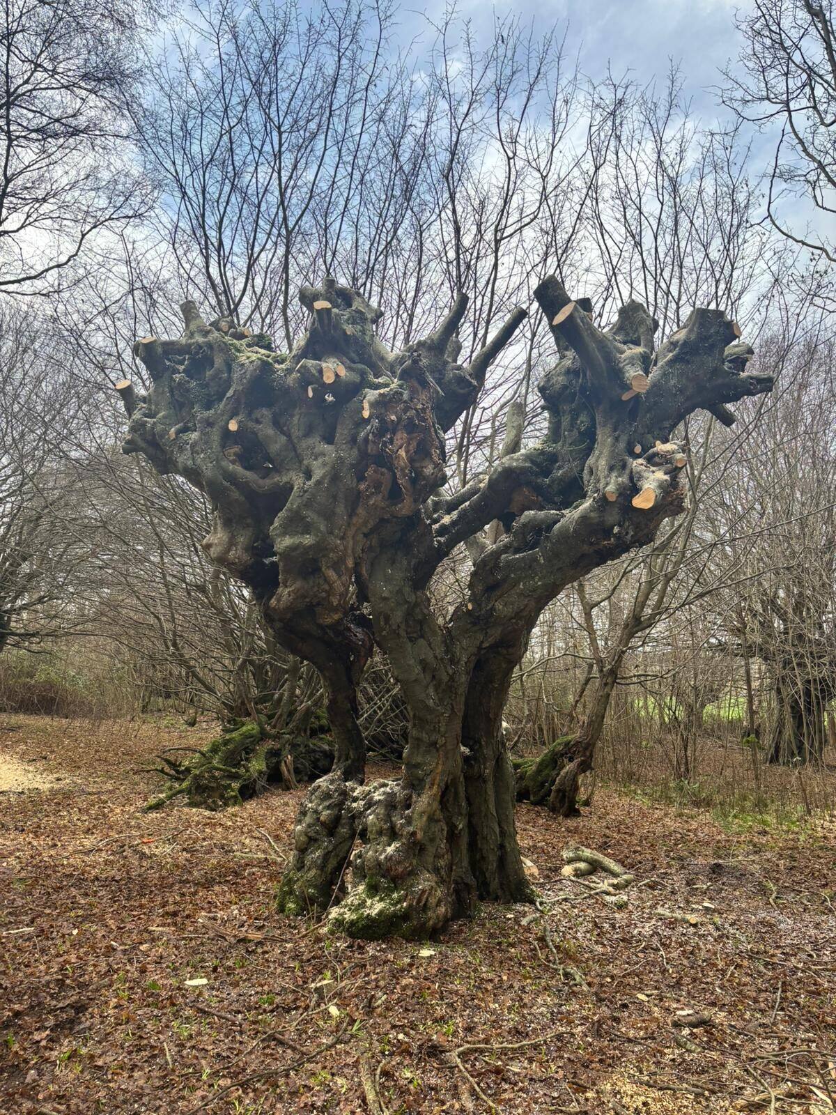 Pollarding gallery image 14