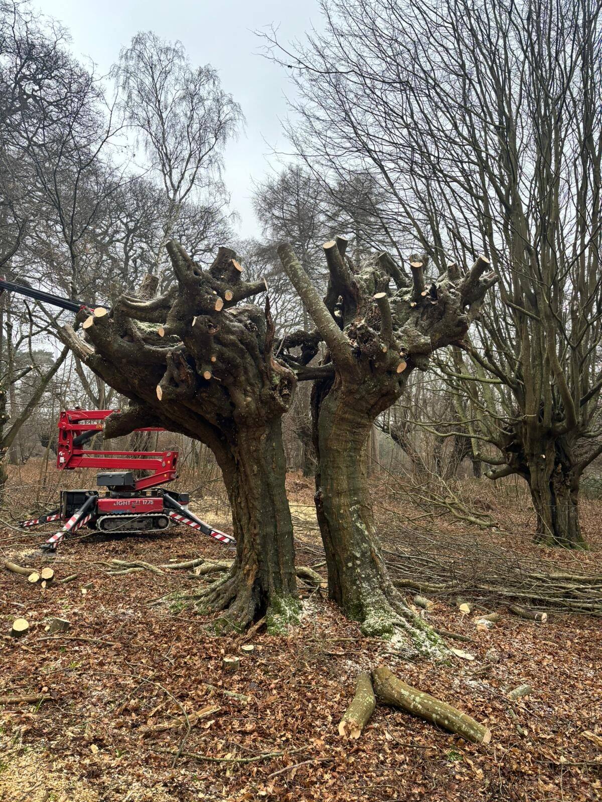 Pollarding gallery image 19