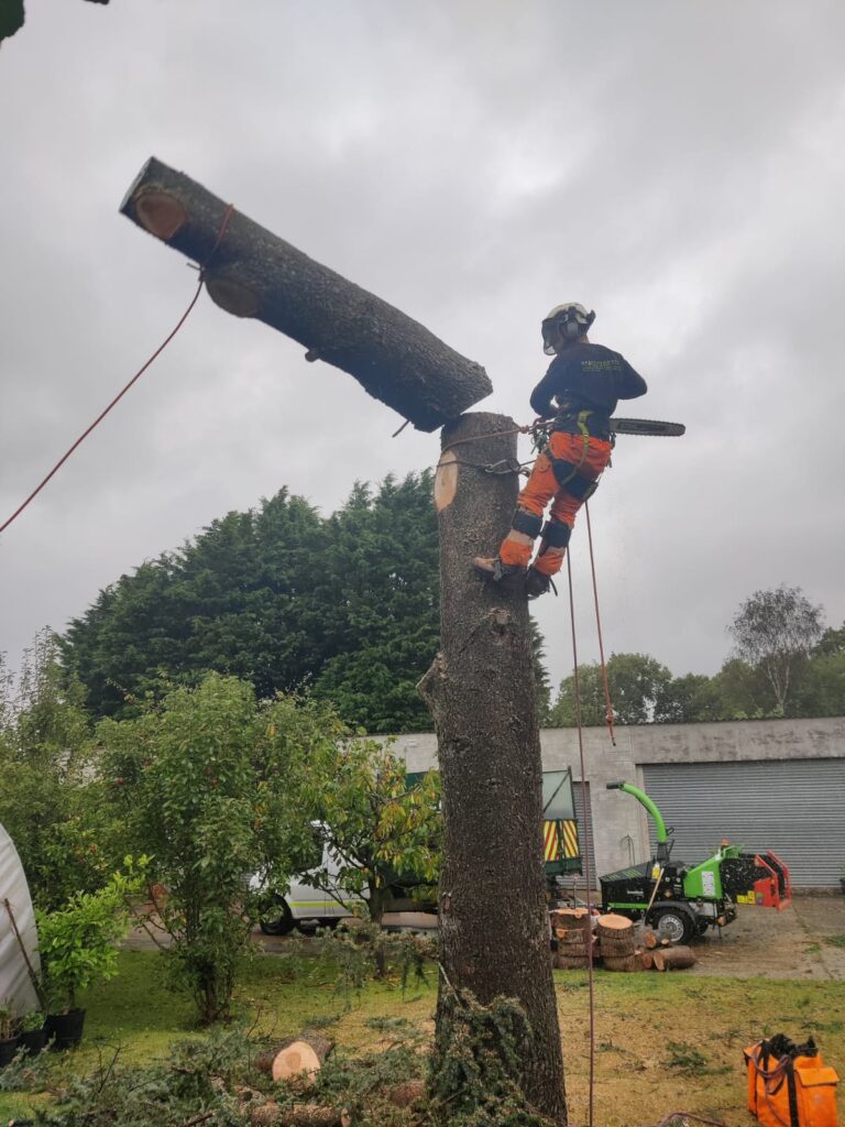 Climber performing rigged sectional dismantling — cutting a large trunk section suspended on rope